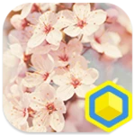 cherry blossoms android application logo